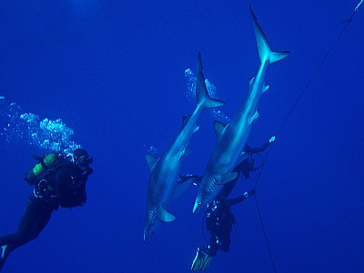 Blauwe haai, Azores Archipelago